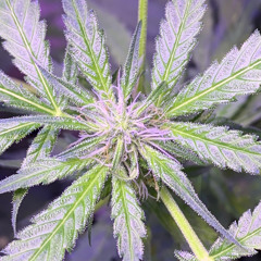 Sicka then Coronavirus