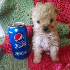 ptrckparker - pepsi (prod tarja) #xmen #miamisquad