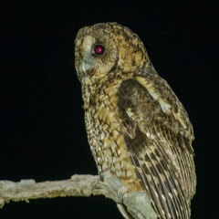 Himalayan Owl Strix nivicola