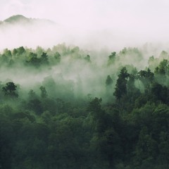 Forests