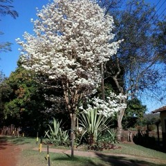 05.12.2021  - Cap. VII - Bem Avent os Que Tem Puro o Coração - Pecado por Pensamento - Adultério (9)