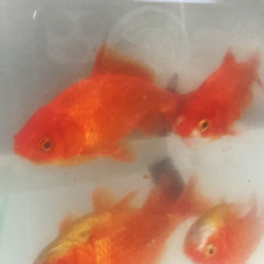 all the fish