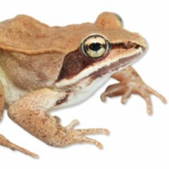 Wood Frog (Lithobates sylvaticus)