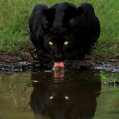 Simmering w/ Caesar: Ep 9 - Mar 28, 2023