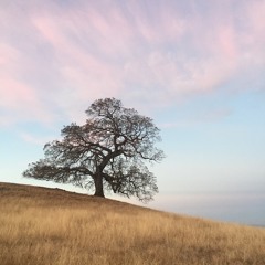 Stillness & Quietude