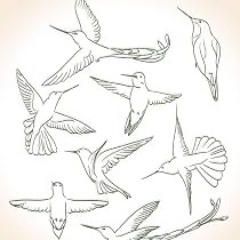 Colibrís