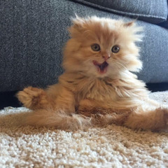 Psycho Kitty (Talking Heads parody)