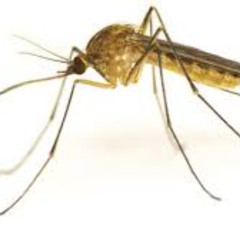 Malaria