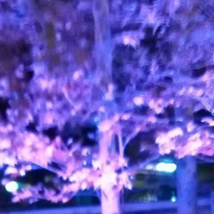 Recording_17_Segment_0