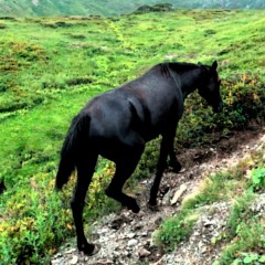 sleeping horse