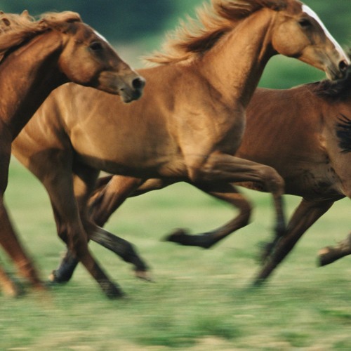 Running Wild Running Free