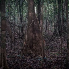 Tauary, Amazonian Rainforest, State of Amazonas, BRAZIL