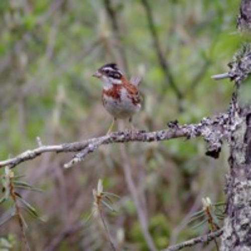 Rustic Bunting – the gem of boreal swamp forests