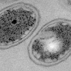 Gardenhead / Leave Me Alone