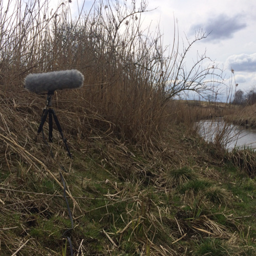 W trzcinach nad Brynica (Fragment) / In the reeds at Brynica (Excerpt)