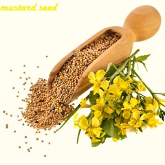 Mustard Seed Prod.Torexo