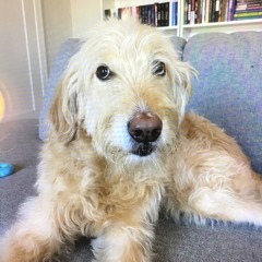 Mr Darcy (dog)