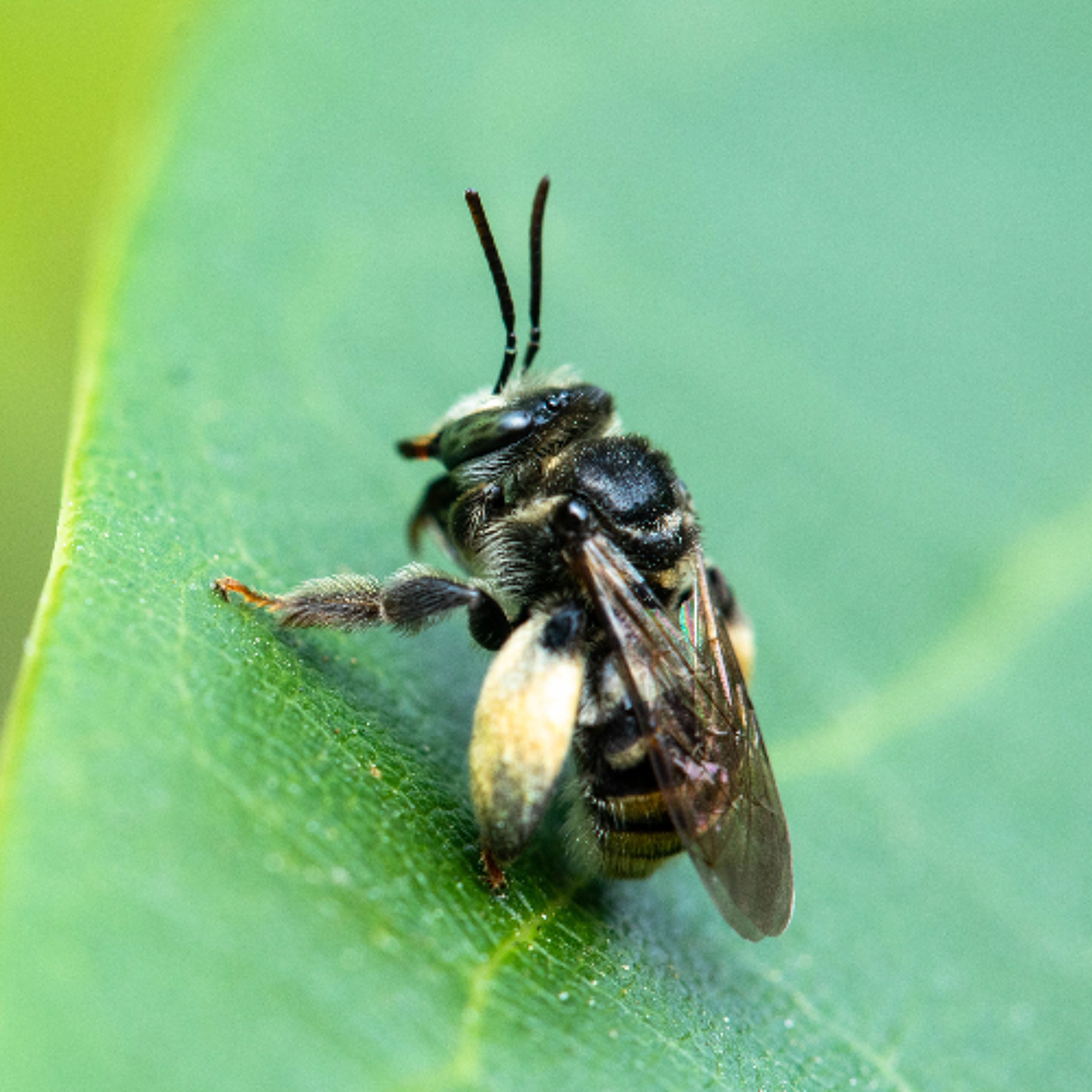 Embosquecerse - Abeja episode artwork