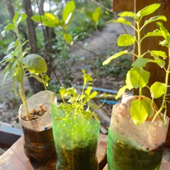 Lot To Sow (Woody Accouche)