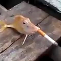 f!sh