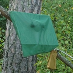 Fox calling