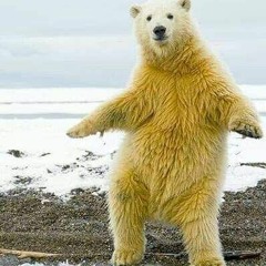 Dancing Bear Techno