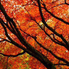 Autumnal Spices and Vices