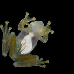 A glass frog