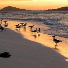 Goffy - Ocean Of Birds