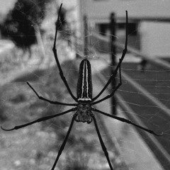 LUSH BORN - 狂ス DEMO