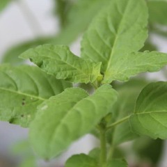 tulsi aarati.mp3
