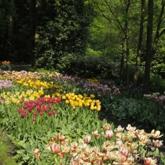 Sound of Tulips