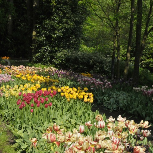 Sound of Tulips