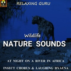 Wildlife Nature Sounds: At Night On A River In Africa with Insect Chorus and Laughing Hyaena