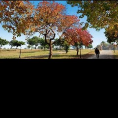 Pehli dafa - slowed   reverb  atif aslam ( m4a)1