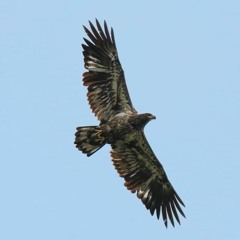 Birders flock to Hawk Ridge to observe the fall migration