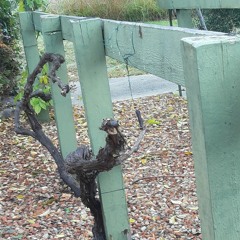 Autumn Vineyard (original)