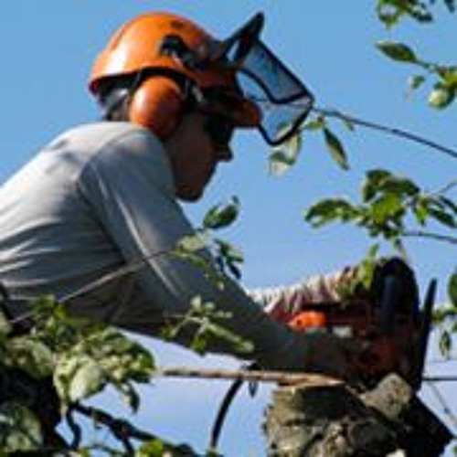 Stream Everything You Need To Know About Emergency Tree Surgery by ...