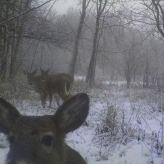 Слёзы Счастья