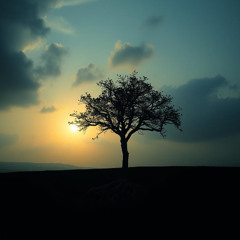 Shadows of My Heart