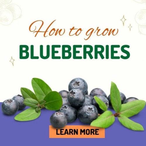 Stream episode How to Grow Blueberries and Preparing Best Soil for