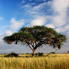 Acacia