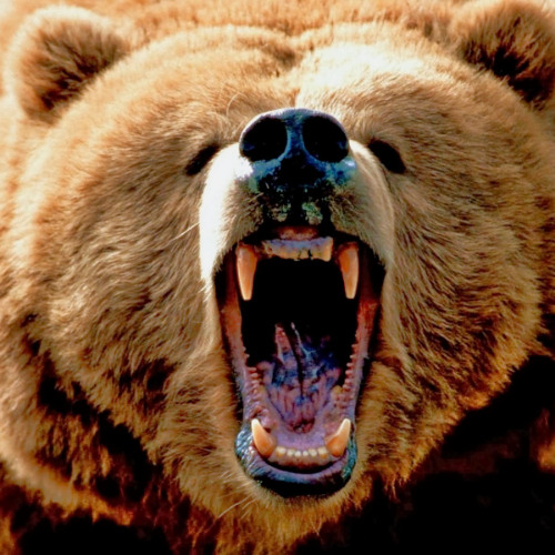 GRIZZLY DUB