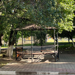 the yards of my neighborhood