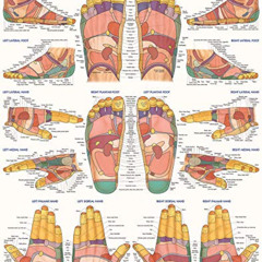 [Access] PDF 📫 Reflexology Poster (22 x 28 inches) - Laminated: a QuickStudy Anatomy
