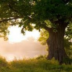 Гордій Старух - Дубе (Quasar Remix)