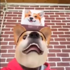 which bomboclat dog are ya