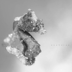 SEAHORSE