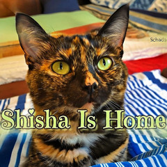 Shisha Is Home
