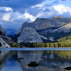 Listen to the Land II: The Wooded Network